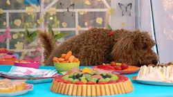 Sur Piwi+ à 18h57 : Waffle, le chien waouh