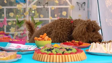Bon anniversaire Waffle !