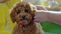 Waffle, le chien waouh S01E05 Waffle n'est plus un bébé