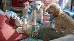 Waffle, le chien waouh S02E07 Un temps calme pour Waffle