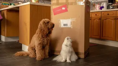 Waffle, le chien waouh S02E27 Waffle et le carton