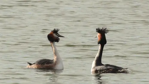 Wallonie sauvage Episode 2