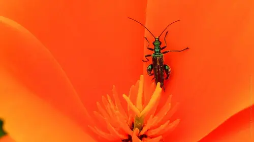 Casting Wallonie sauvage