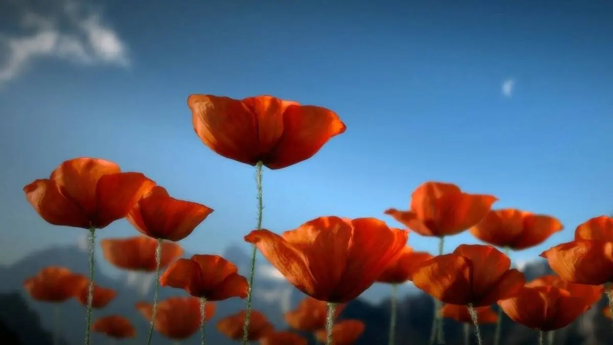 Where the Poppies Blow