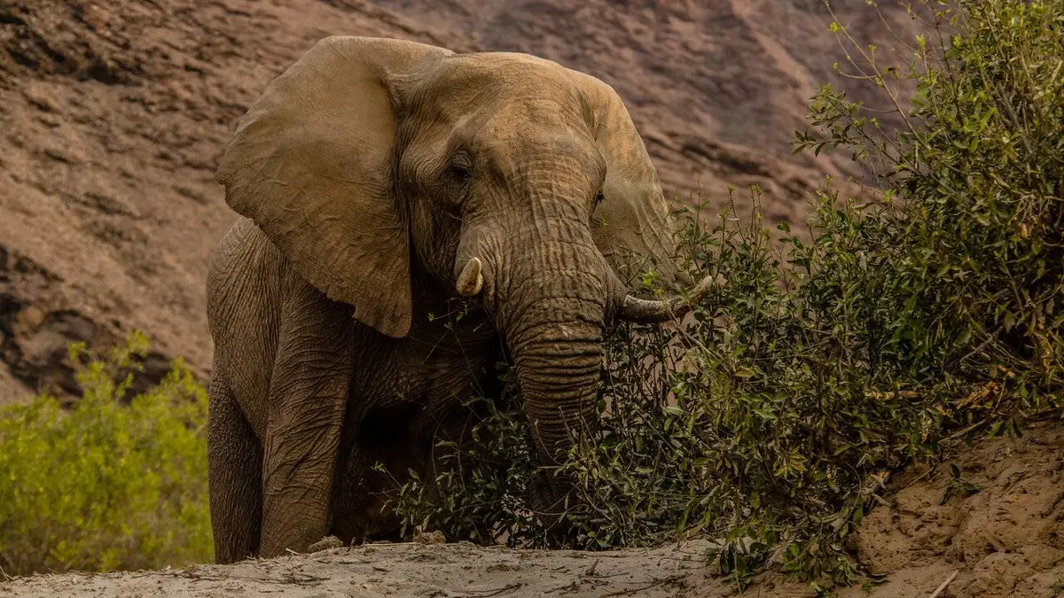 Wild Africa : Rivers of Life E02 Sur les rives de l'Hoanib
