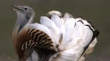 Petits et gros mangeurs