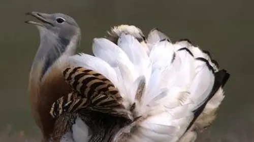 Wild Menu S01E23 Petits et gros mangeurs