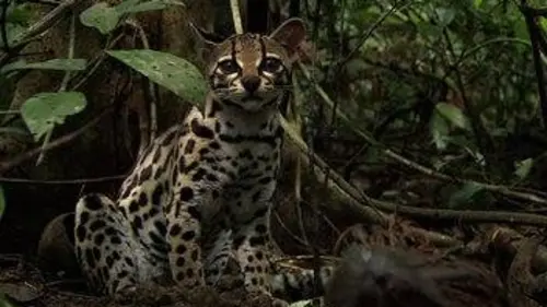 Wild Menu E20 Farandole d'amuse-bouches