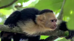 Wild Menu E14 A pleines mains