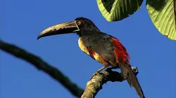 Wild Menu E26 Pas de gâchis !