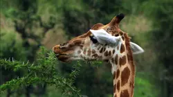 Wild Menu E05 Al dente