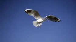 Wild Menu E06 La grande bouffe