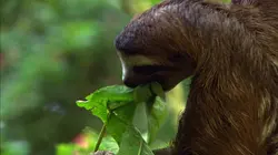 Wild Menu E24 Repas entre amis