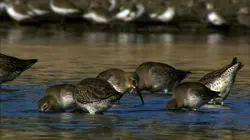 Wild Menu E09 A table, les enfants !