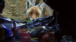 Wild Menu  E10 Viande fraîche