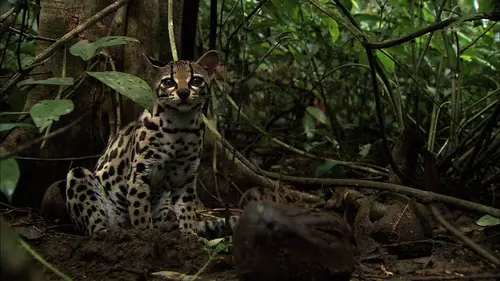 Wild Menu E10 Viande fraîche