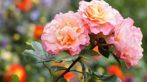 Wild Menu E22 Douces fleurs