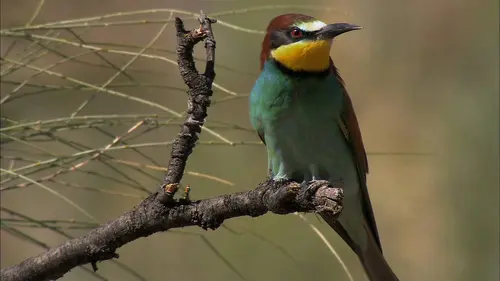 Wild Menu E26 Pas de gâchis !