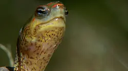 Wild Menu E18 Grenouilles à volonté