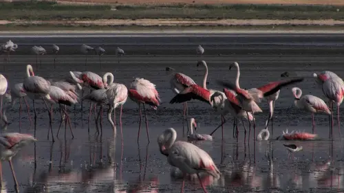 Wild Menu E08 Pique-nique sur la plage