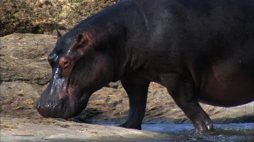 Wild Menu E25 Les bonnes manières