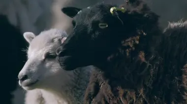 Ecosse, le clan des primitifs