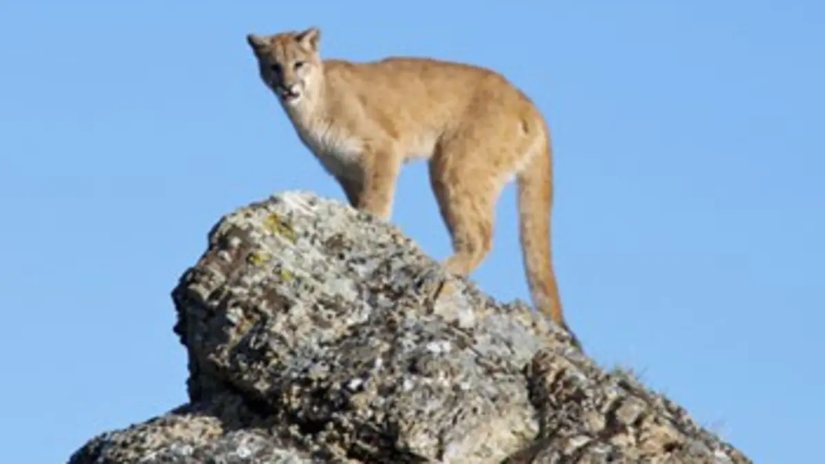 National Geographic E01 La côte sauvage
