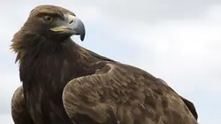 Visuel de National Geographic