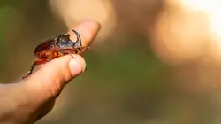 Wildlive Expeditions