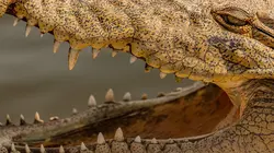 Wildlive Expeditions Côte d'Ivoire