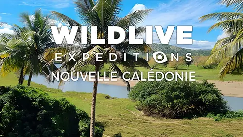 Wildlive Expeditions Nouvelle-Calédonie