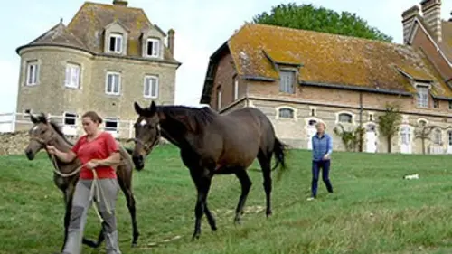Wings of Eagles, l'excellence de l'élevage français