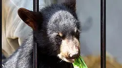 Visuel de Winnie, un ourson de légende