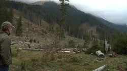 Wood - Les traqueurs de bois volé
