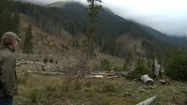 Wood