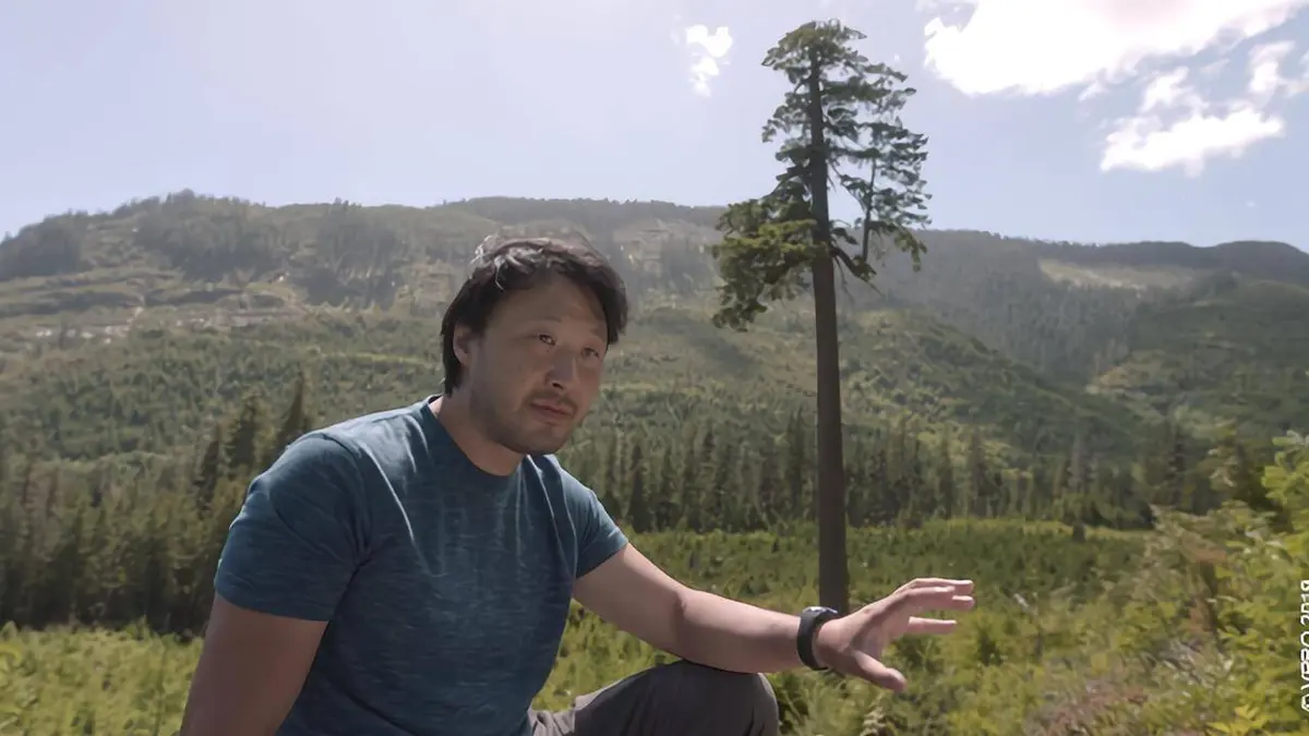 Wood Wide Web, l'internet des forêts