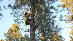 Woodsmen
