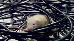 Visuel de World Brain