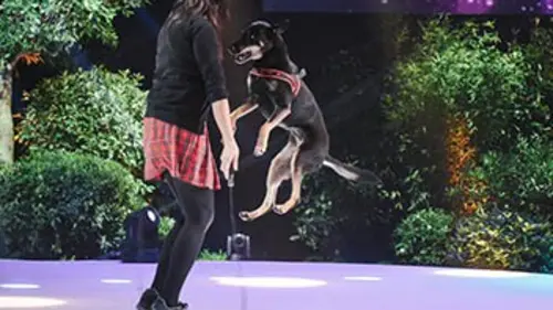 Wouf, quel chien sera à la hauteur ? Emission 2/6