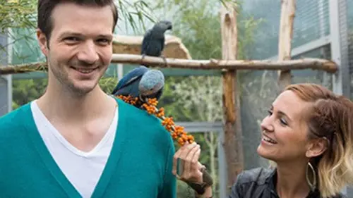 X:enius Perroquets, oiseaux rares en péril