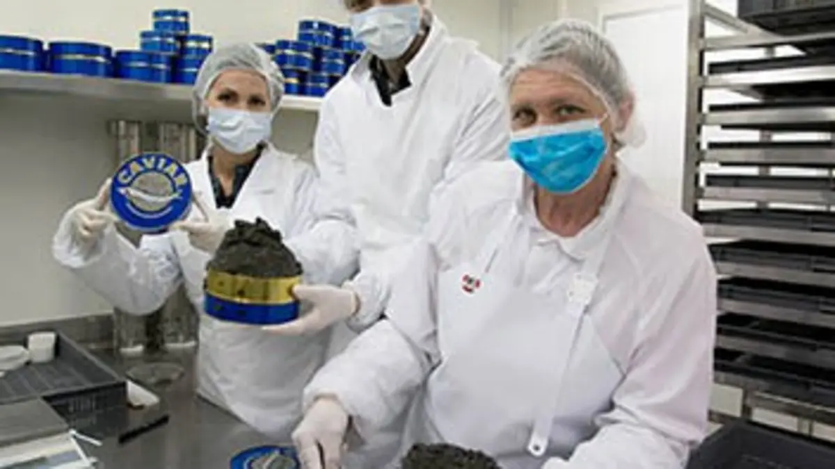 X:enius Le caviar : peut-on sauver l’esturgeon ?