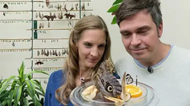 Les papillons : comment vivent-ils, et pourquoi sont-ils menacés ?