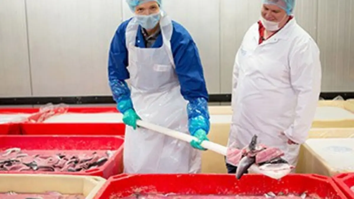 X:enius Le hareng, un poisson plein de ressources