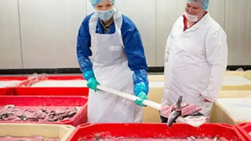 X:enius Le hareng, un poisson plein de ressources