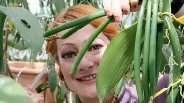 La vanille, une épice hors de prix