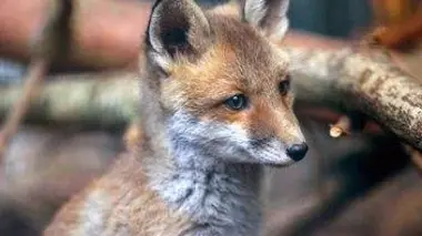 Rusés mais mal-aimés