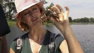 Les espèces invasives