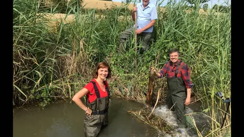 X:enius Le castor, génie bâtisseur ou nuisible ?