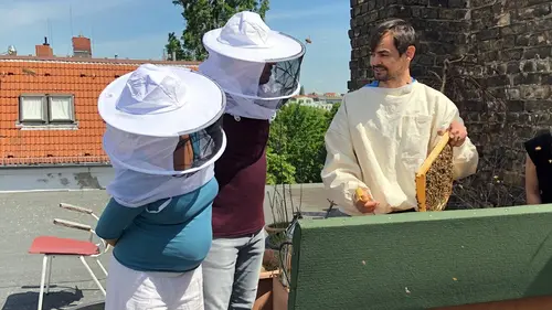 X:enius Les abeilles, comment les sauver ?