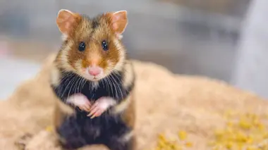 Le hamster d'Europe en voie d'extinction
